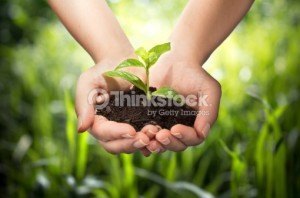 A plant with a handful of soil